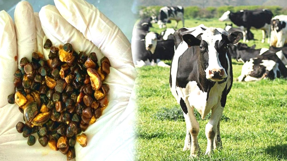 Meğer karnında hazine taşıyormuş: Bulan köşeyi dönecek