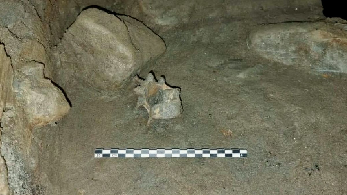 Gizemli mağarada hiçbir yerde bulunmayan 46 tür keşfedildi