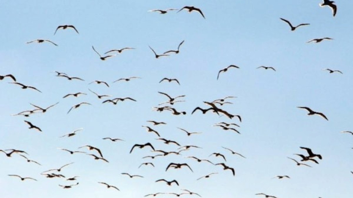 Nadir görülen pembe kuşlar geri döndü: Tek bir şey istiyorlar