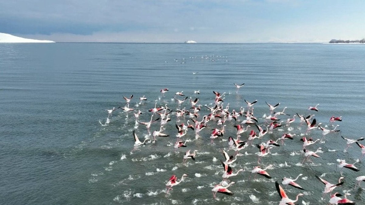 Flamingolar soğuk havaya rağmen göç etmedi