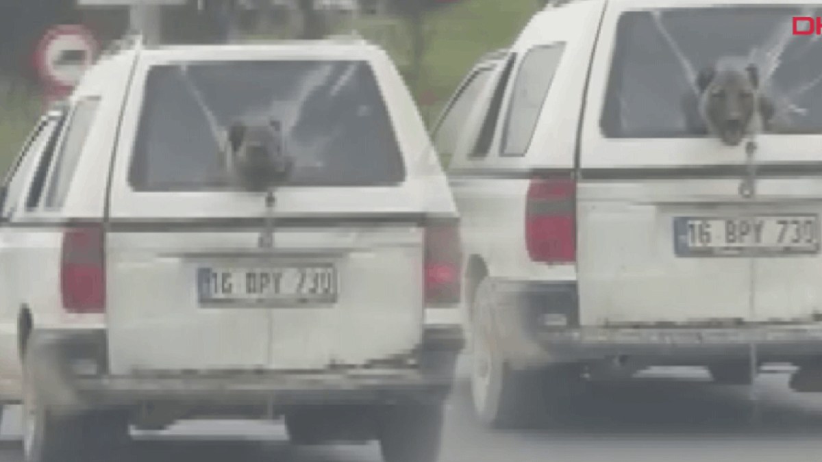 Kırık camdan etrafı izleyen köpek gülümsetti