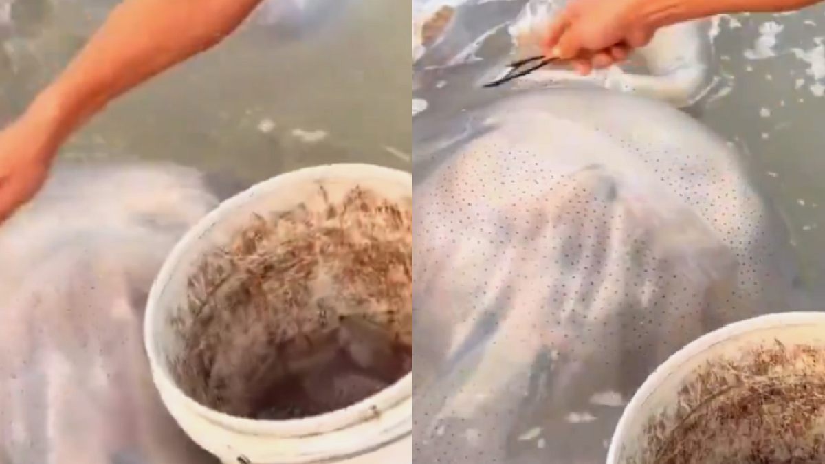 İstila kapıda derken sofraya geldi: Yemek yapıp yiyorlar