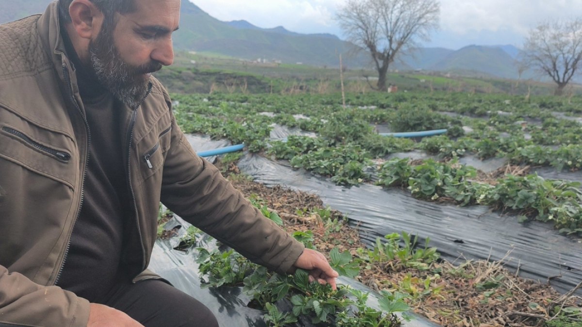 Tarlaya giren dert yandı! Çiftçiler 'tarihi en kötü hasadı' diye isyan etti