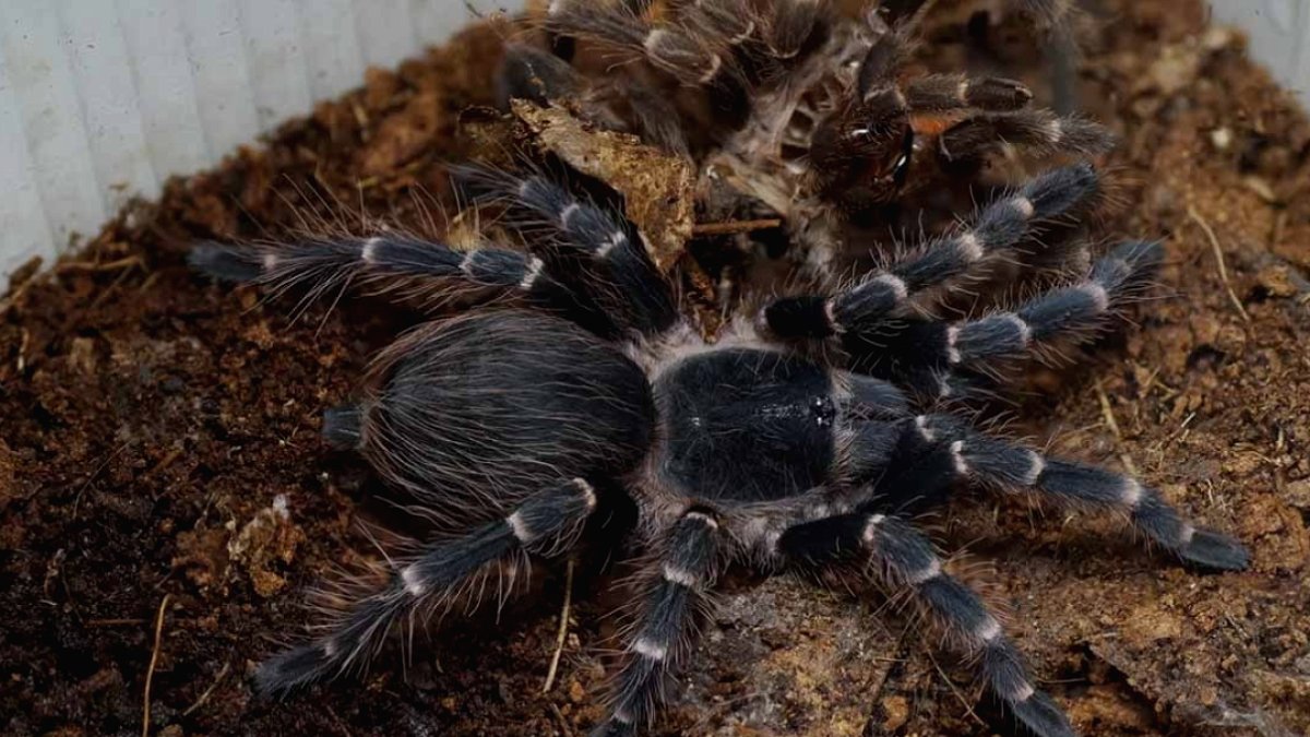 Trende 20 tarantulayı unuttu