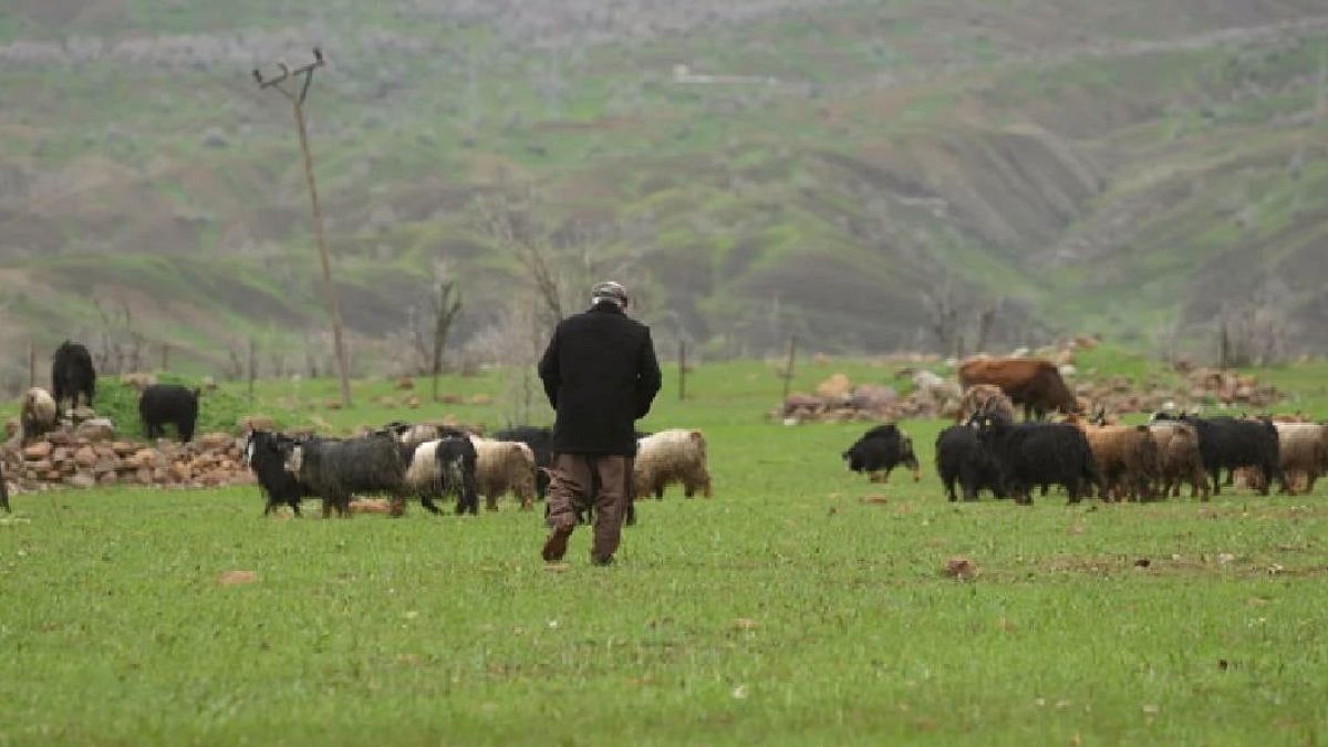 Hayvanlarını otlatan çoban tesadüfen dev bir yaratık buldu