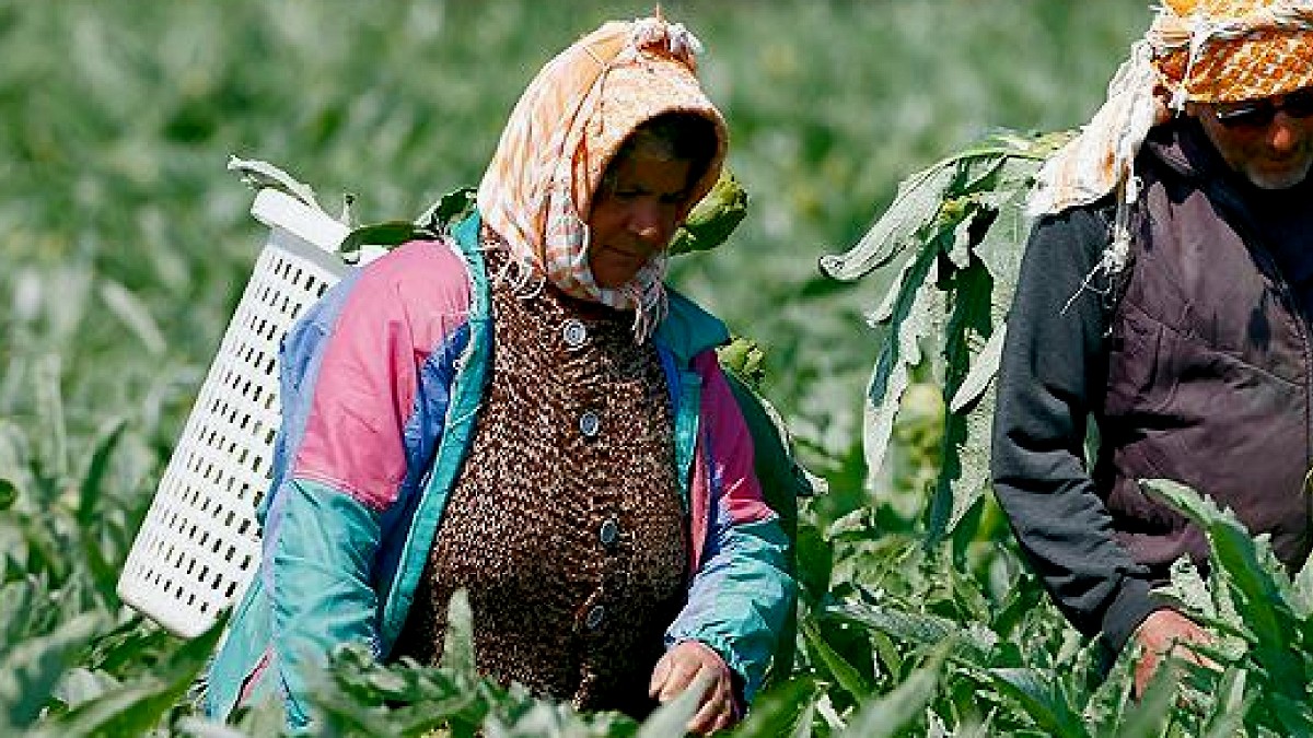Hasadı başladı, tanesi 400 lira: 3 ülke şimdiden sıraya girdi