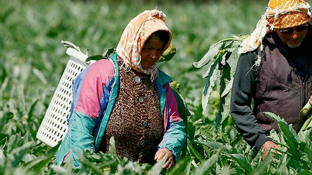 Hasadı başladı, tanesi 400 lira: İtalya, Fransa ve Almanya sıraya girdi