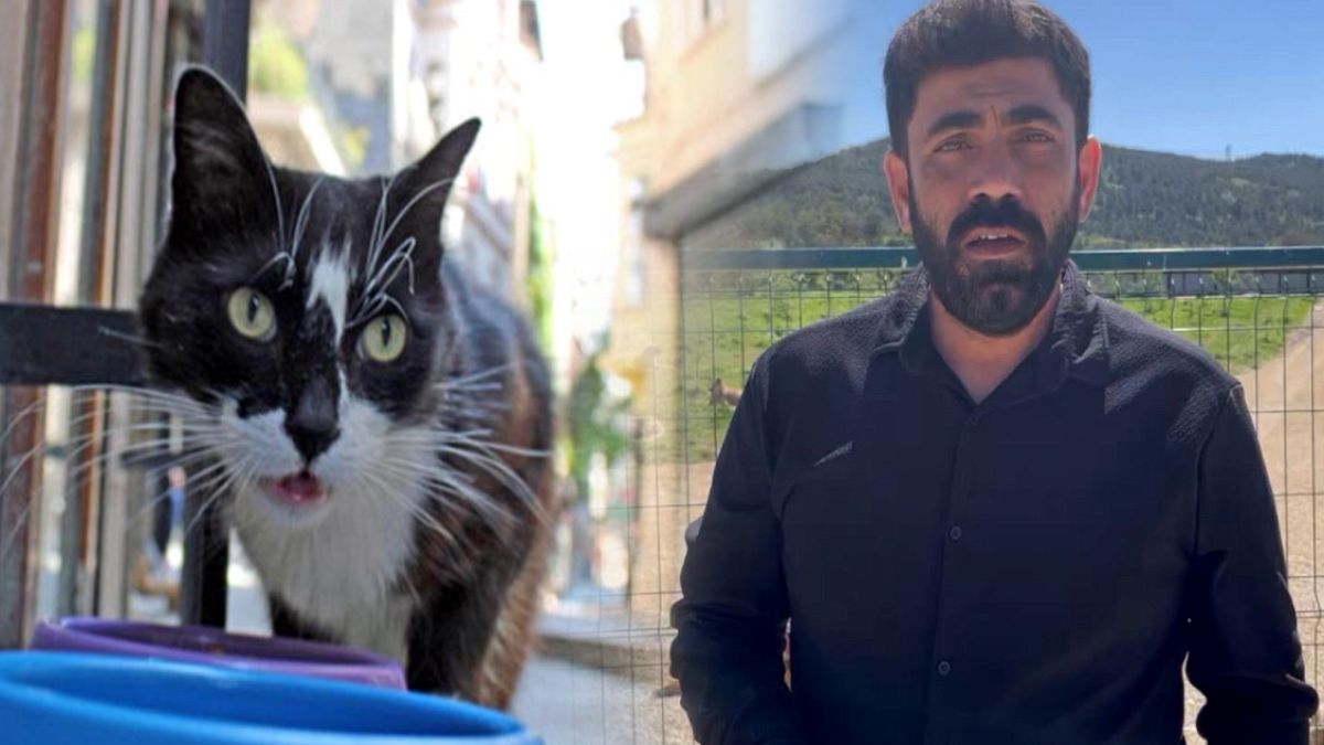 Sokak kedisini öldürmenin cezası: 5 ay hapis, o da ertelendi