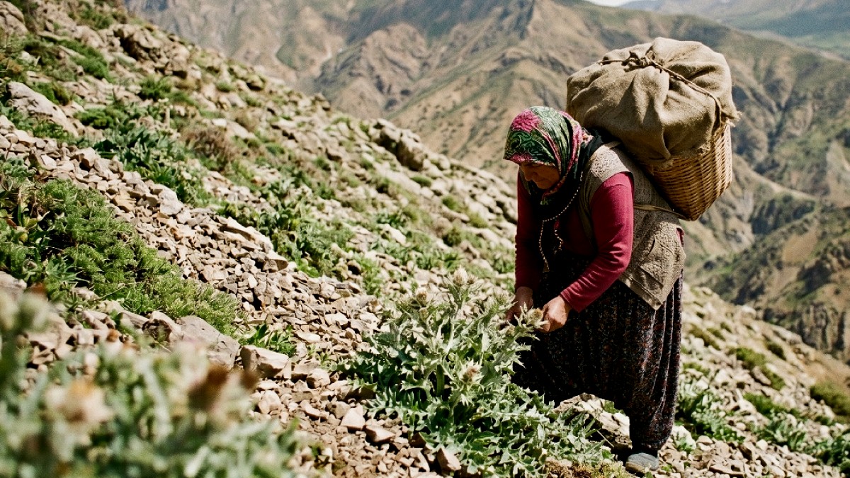 Kendiliğinden yetişiyor, kilosu 3000'e satılıyor: Yeni gelir kapısı oldu