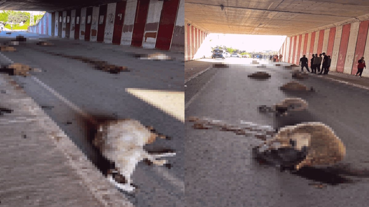 Altgeçitte korkunç manzara: 17 koyunu öldürdü!