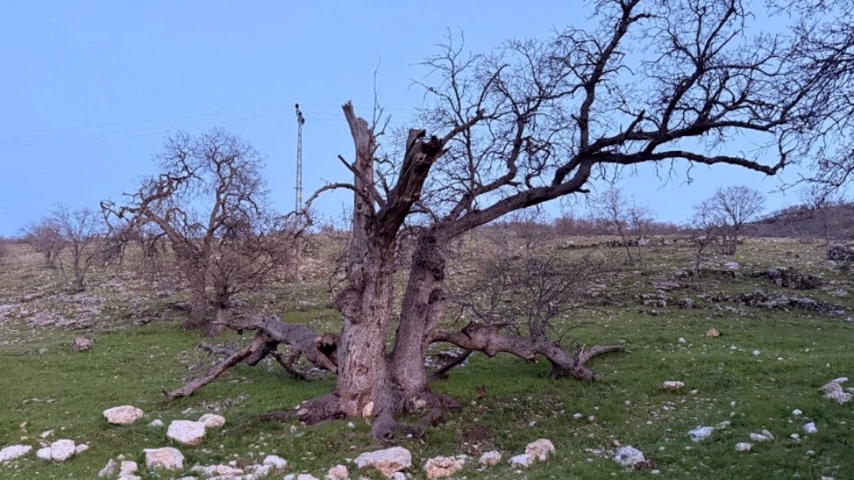 Gülistan Doku'nun mezarı 18 noktada 40 kilometrelik alanda aranıyor