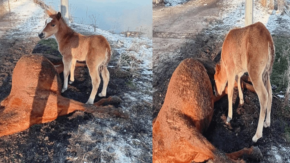 Tay ölen annesinin başından ayrılmadı