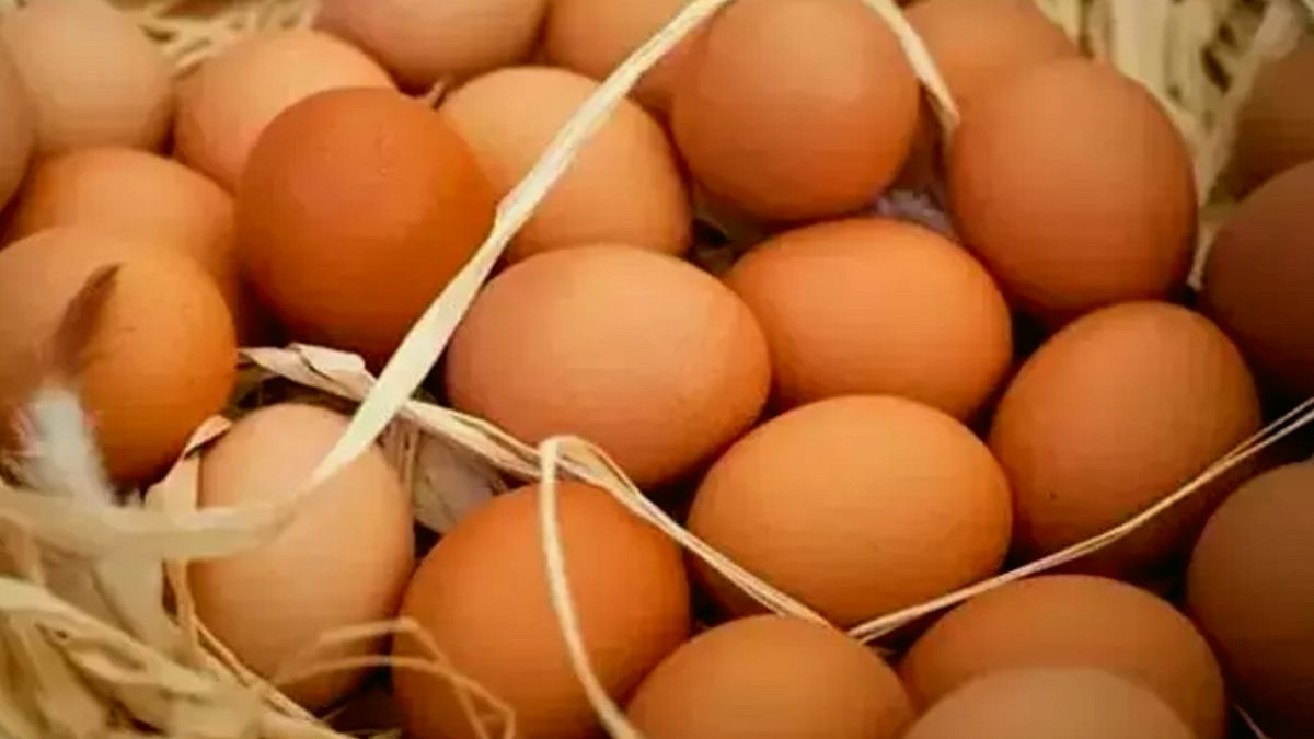 Yumurta fiyatları tekrar yükselmeye başladı