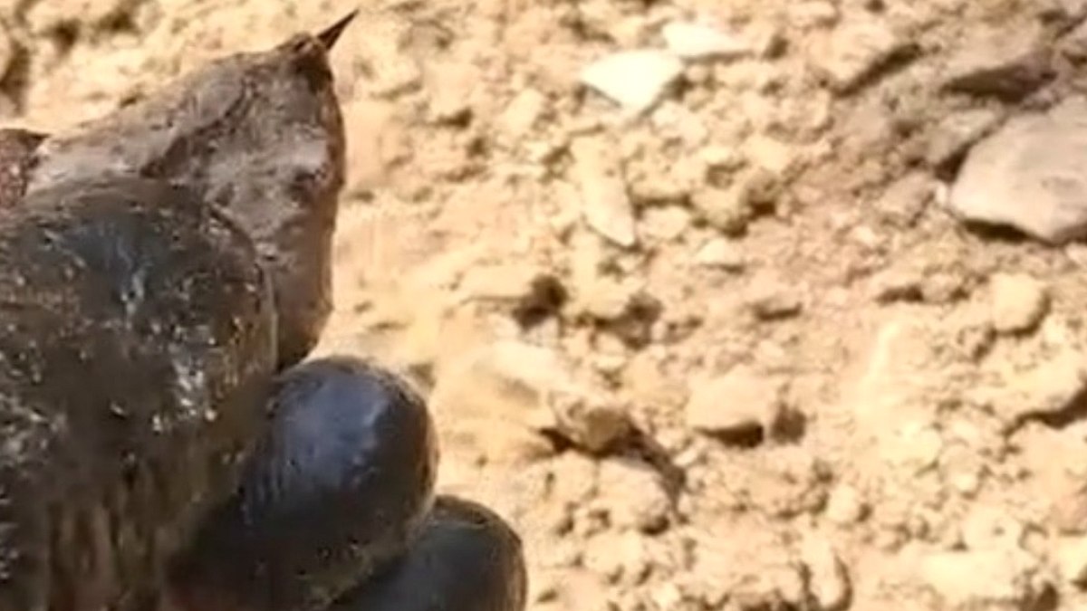 Türkiye'nin en zehirli türlerinden biri ormanda görüntülendi