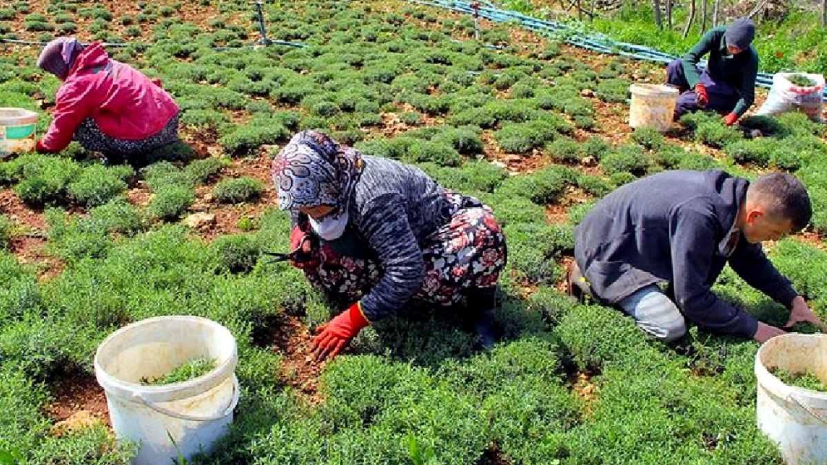 Dağların şifalı mirası tezgahlara indi: Kilosu 400 TL'den satılıyor
