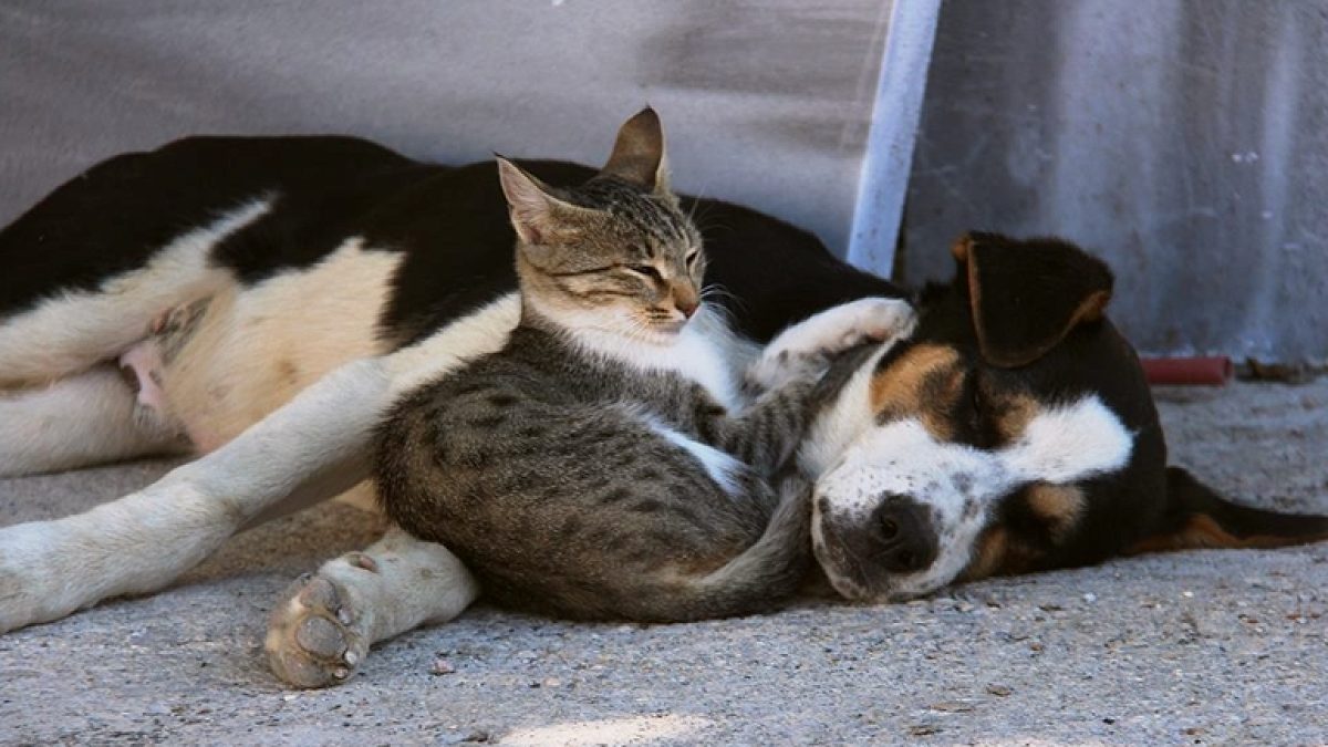 Kedi ve köpeklerde akraba çiftleşmesi yasaklandı