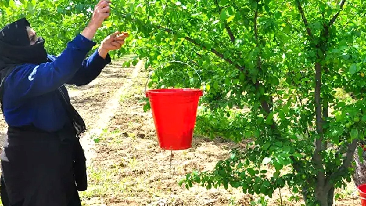 Manisa'da duyulmamış hasat: 81 ile gönderiliyor, kilosu 100 lira