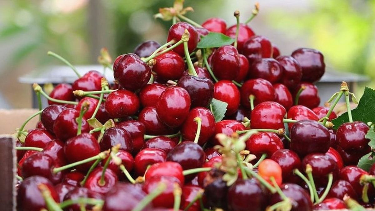 İzmir'de sezonun ilk kiraz ihracatı yapıldı