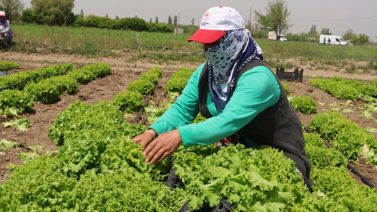 Iğdır'da yılın ilk hasadı marul tarlalarında yapıldı