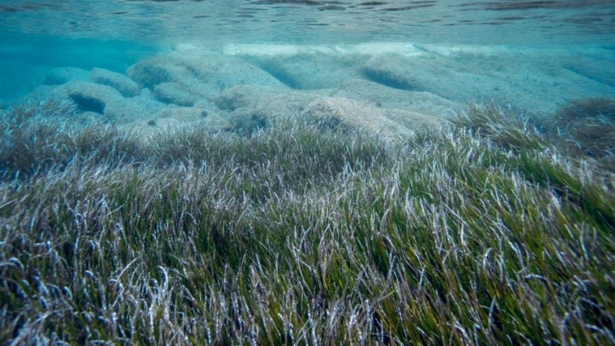 Bodrum kıyılarındaki deniz çayırlarının korunması çağrısı