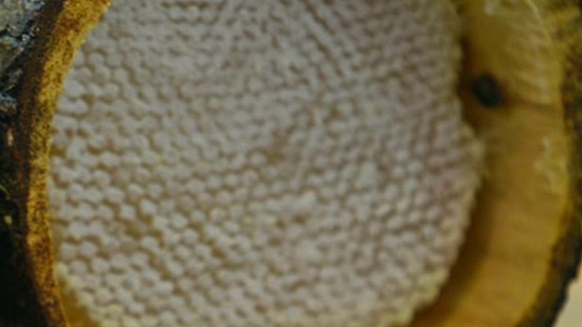 Kilosu 264 bin lirayı geçiyor: Dünyada sadece Türkiye'de üretiliyor