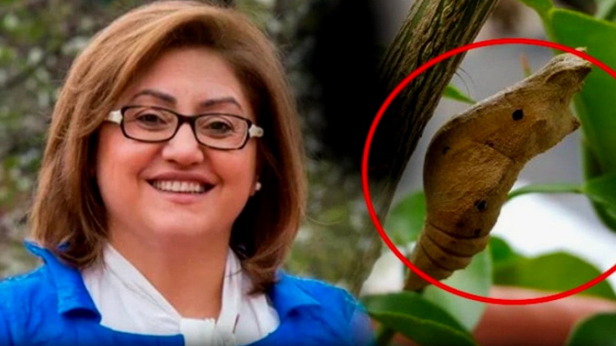 AKP’li belediye neden on binlerce kelebek pupası aldı
