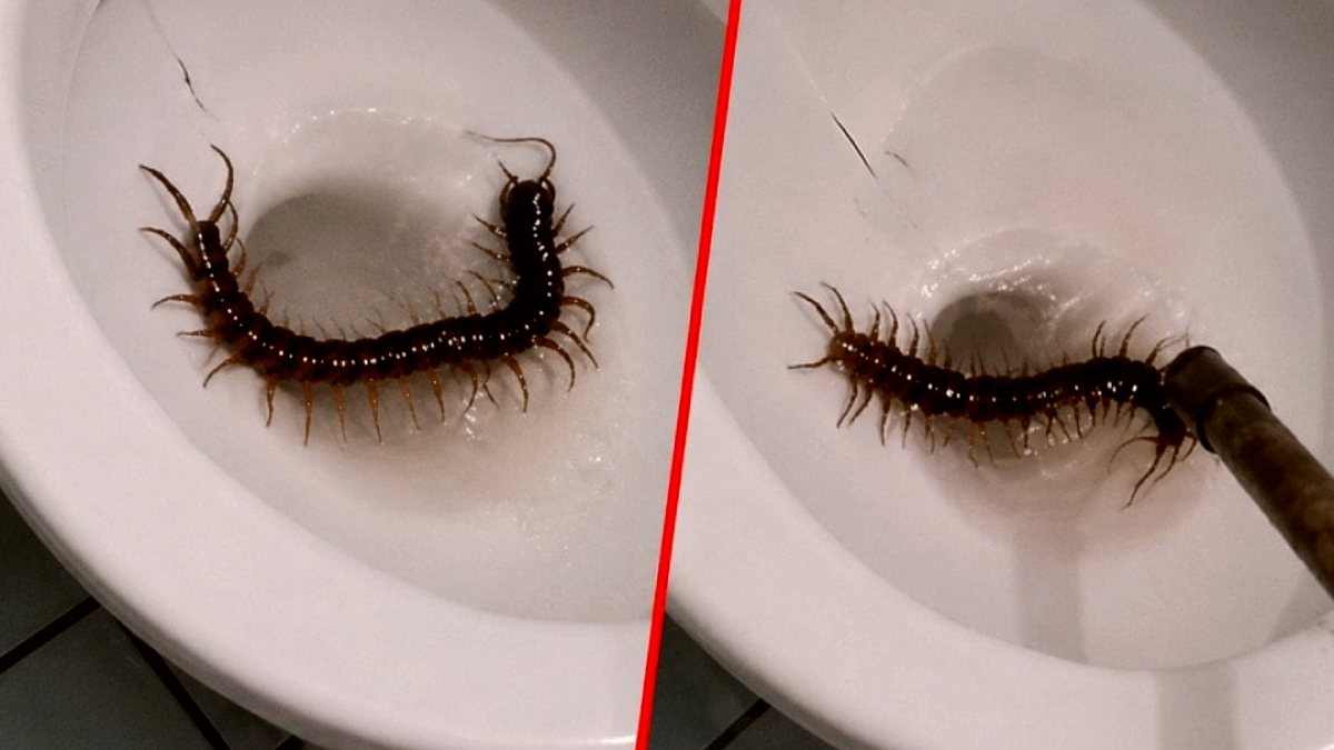 Dev yaratık saniyeler içinde ortaya çıktı: Otel tuvaletinde dehşete düşüren görüntüler