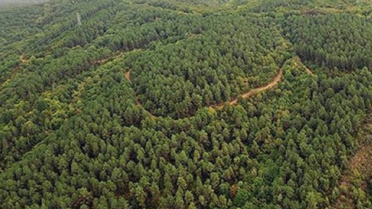 800 yavrusuyla dünya rekoru kırdı