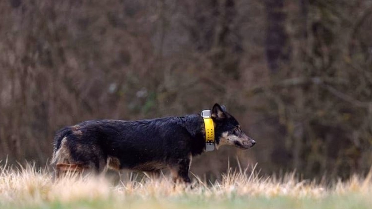 İtalya Kurtları Köpeğe Dönüşüyor: Evrimin Geriye Aktığı Şaşırtıcı Gelişme