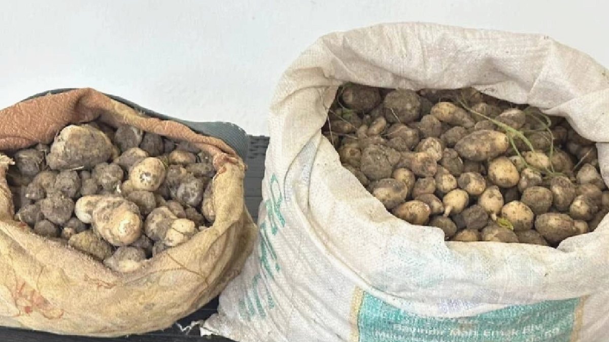 Doğadan İzinsiz Toplanan Salep Yumrularına Rekor Ceza