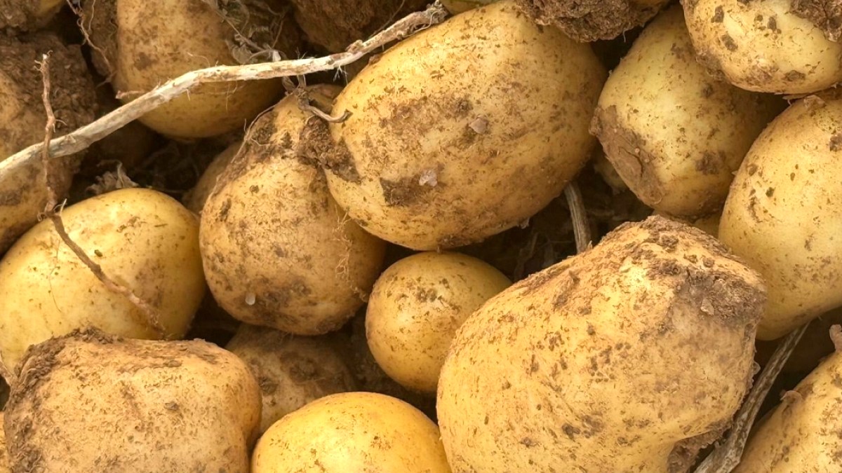 Jeopolitik Gerilim Patates Fiyatlarını Uçurdu: Yüzde 700 Artış Şoku