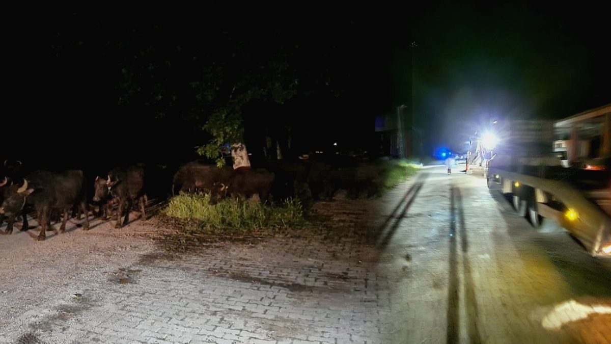 Tokat'ta Taşkın Tehlikesi: Bir Köy Boşaltılıyor, Risk Devam Ediyor