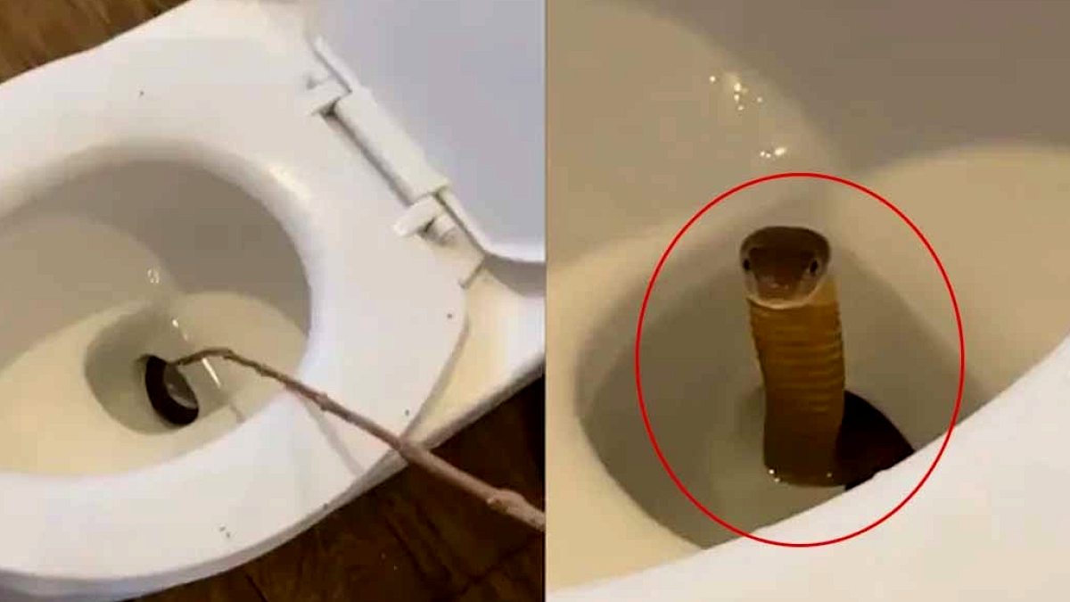 Tatilci Arkadaşları Tuvalette Dehşet Anları: Kral Kobra Sürprizi