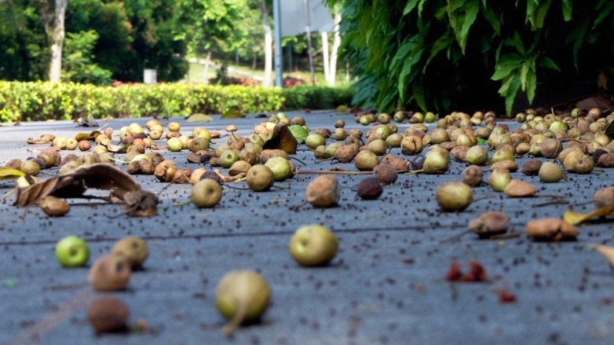 Singapur'da Yere Düşen Meyveyi Toplamak 177 Bin TL'ye Mal Olabilir