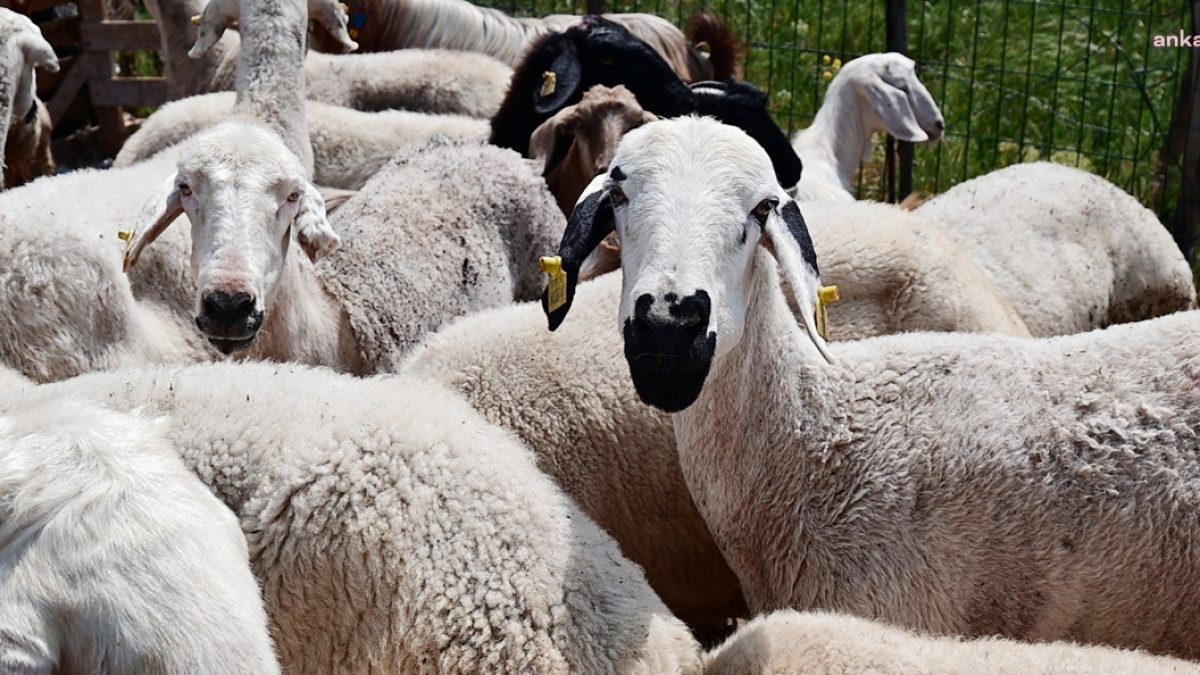 Kurban Bayramı Yaklaşıyor: Emekliler İkramiyeyle Sadece 4 Kilo Kıyma Alabiliyor