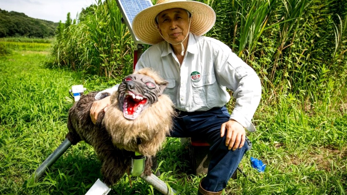 Japonya'da Artan Yaban Hayatı Tehdidi: Robot Kurtlar Çözüm Oldu