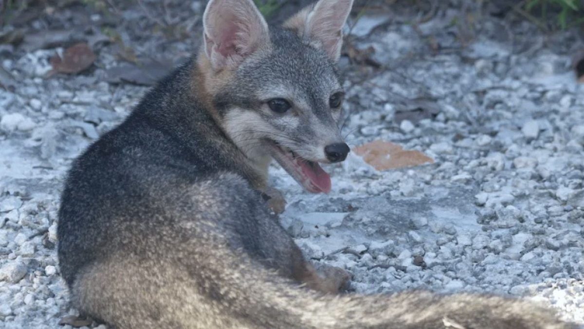 Gizemli Cozumel Cüce Tilkisi İlk Kez Kayıtlara Geçti