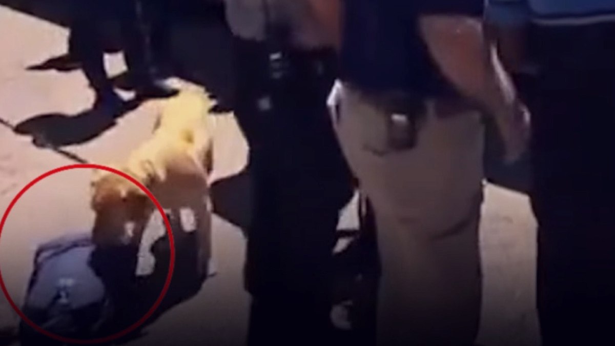 Dünya Kupası Öncesi ABD'de Tarihi Skandal: Takımlar Narkotik Köpekleriyle Aramadan Geçirildi